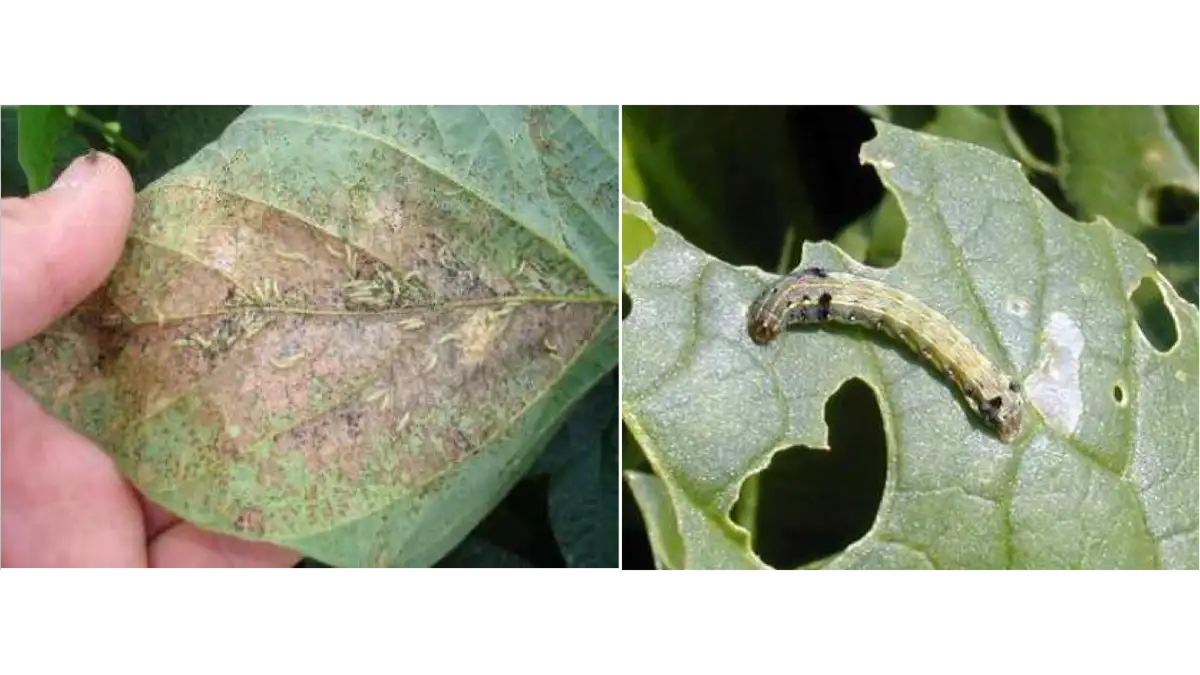 【注意報】サツマイモ、野菜類、花き類にハスモンヨトウ、シロイチモジヨトウ　県内全域で多発のおそれ　徳島県