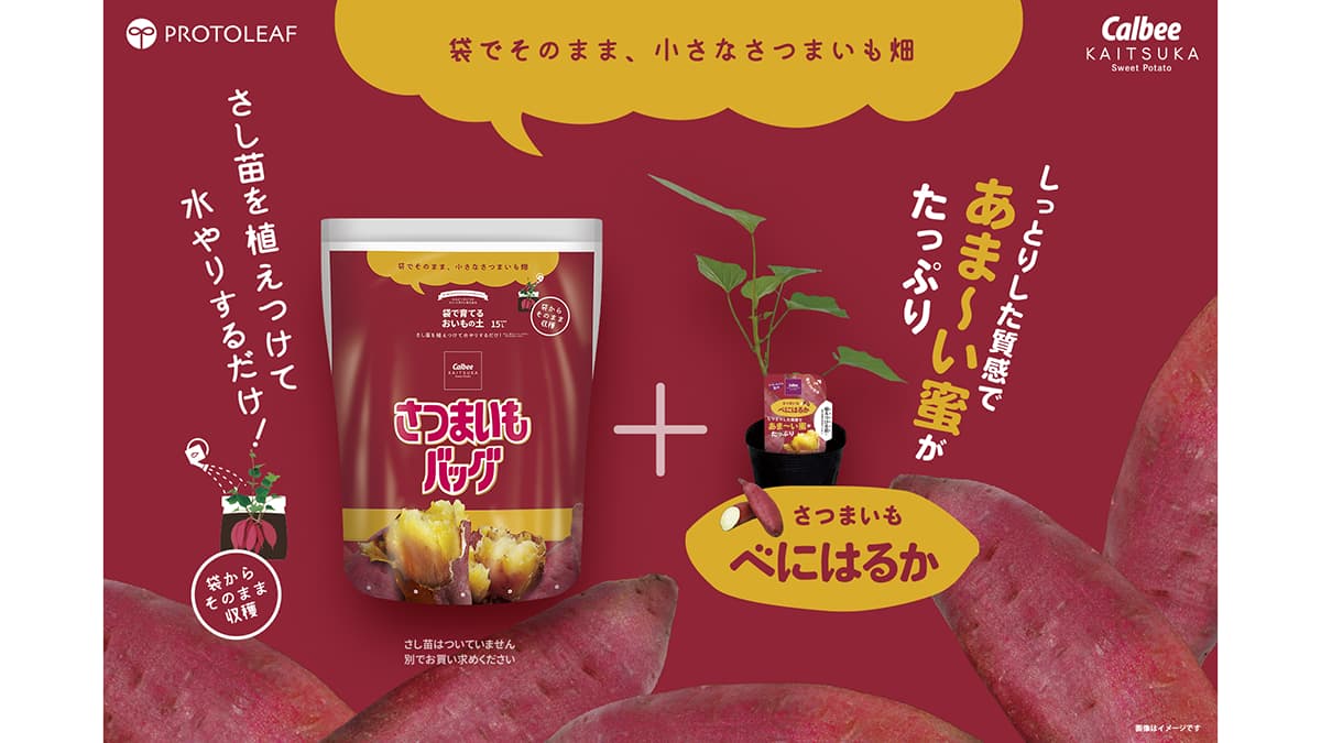 袋で育てるおいもの土「さつまいもバッグ」新発売　カルビーかいつかスイートポテト