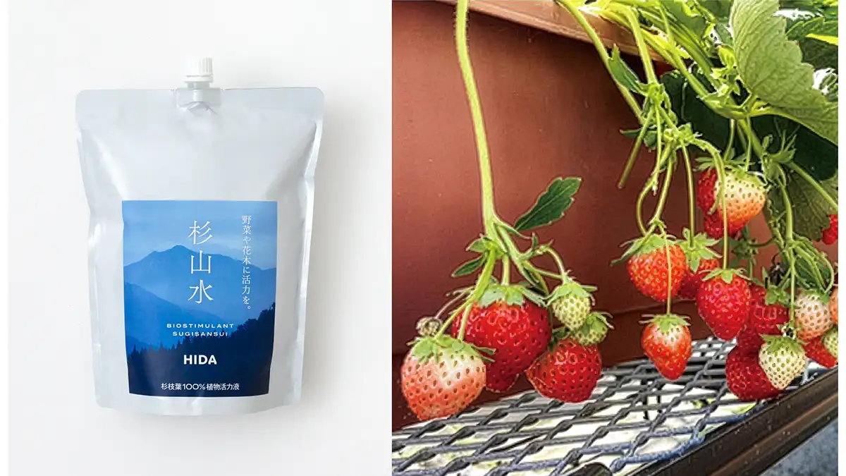 バイオスティミュラント「杉山水」高温ストレス耐性の向上を確認　飛騨産業