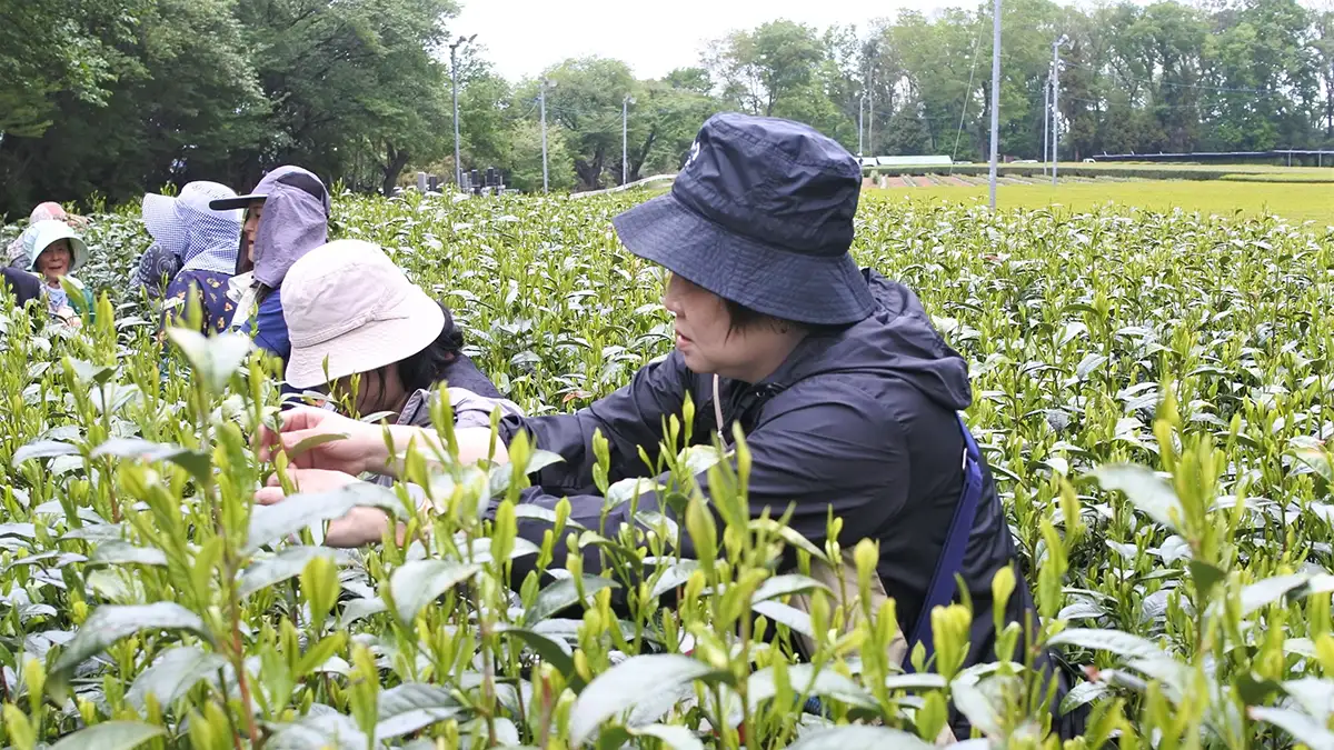 新茶シーズン到来「狭山新茶まつり」29日に開催　埼玉県狭山市