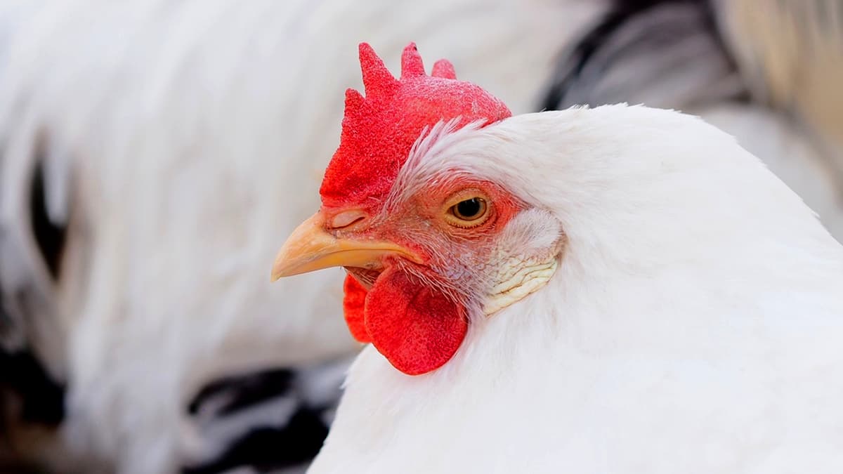 鳥インフル　米国からの生きた家きん、家きん肉等輸入を一時停止　農水省