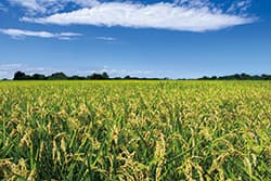 【2017年 ＪＡの米実態調査から】第2回　疎植栽培など新技術に期待も