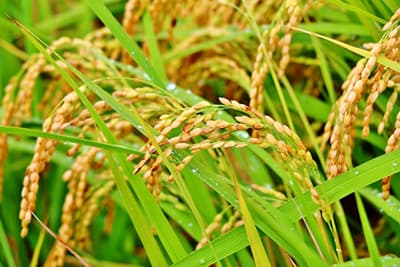 【2018年ＪＡの米実態調査から】5年後も主食用生産量を維持　 コスト抑制技術に高い期待感（１）