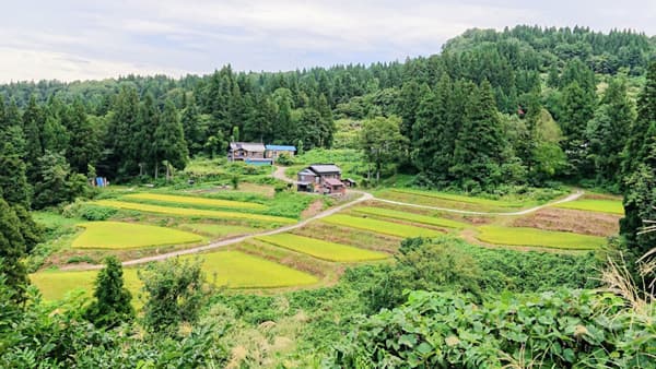 魚沼産コシヒカリを使った「日本酒の棚田オーナー制度」開始　津南醸造