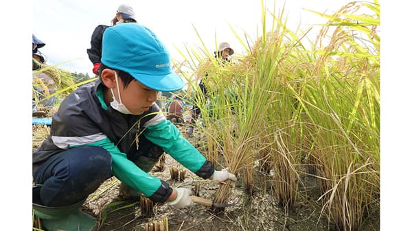 一足早い秋の実り　標高約350mの樫田地域で児童が稲刈り体験　大阪府高槻市