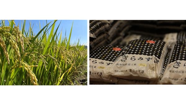 近江米新品種「きらみずき」11月2日から順次販売開始