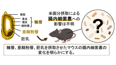 米糠摂取で腸内の有用菌が増加　動物実験で証明　信州大と共同研究　東洋ライス