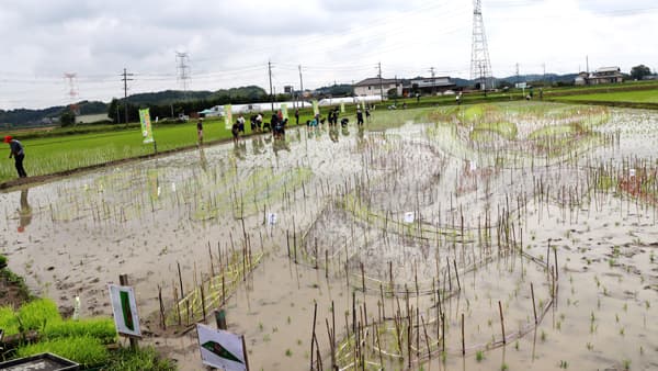 滋賀県甲賀市「うしかい田んぼアート田植え体験」参加者募集