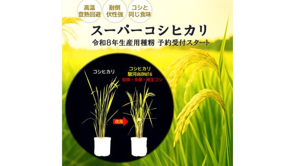 気候変動に強い「スーパーコシヒカリ」発売　ニューディメンジョンDNA研究所