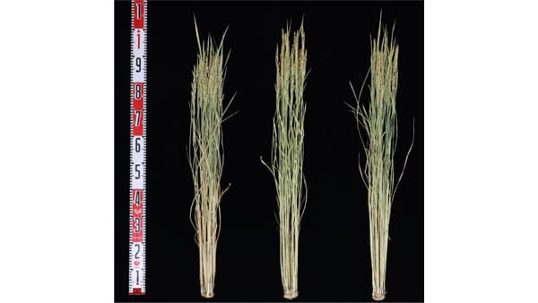 水稲新品種「ＺＲ２」を農研機構と育成　多収で良食味　ＪＡ全農