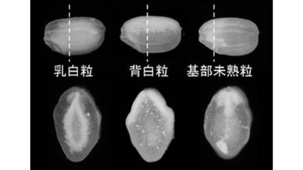 水稲の高温耐性品種の作付け面積、16％超に拡大　高温登熟性「やや強」から「強」へ　農研機構