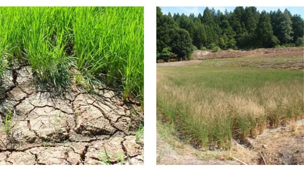 米どころ新潟で渇水深刻　田はひび割れ稲の枯死も　ＪＡと行政、対策に懸命