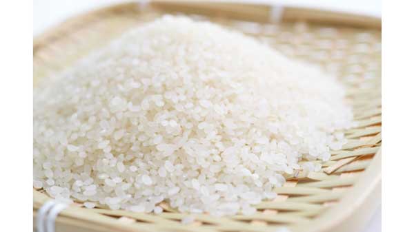 「まっしぐら」3万円に　全農あおもりが概算金引き上げ　集荷競争に対応