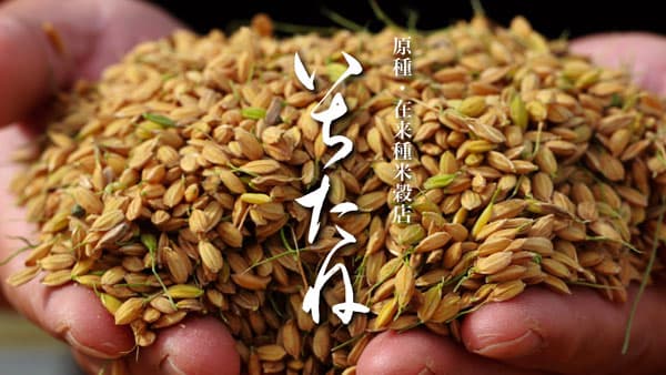原種・在来種米穀店「いちたね」ECショップをオープン