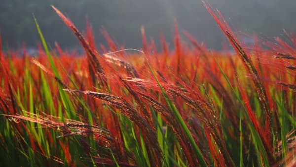 福岡・糸島の赤米農家を支援「赤米茶」から日本の農業を学ぶ工場見学開催
