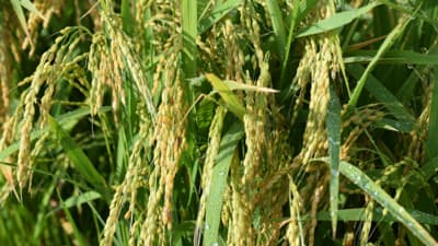 煽らぬよう自制したがジレンマも　コメ不足報道検証すると　佐藤庸介NHK解説委員