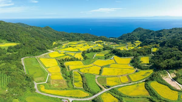 予約登録米「サステナブル★セレクション2023」で二つ星認定　パルシステム