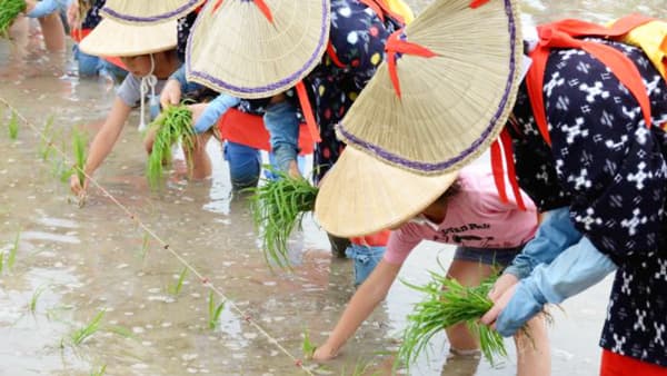 米文化伝える恒例の「お田植え祭」開催　早乙女と田植え体験も