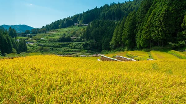 元年産米取引数量　対前年比4割減－5月末　農水省調べ