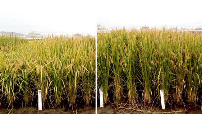 イネWCS専用品種で栽培適地拡大へ　農研機構