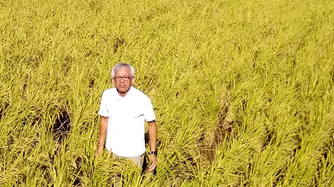 自然栽培米「にこまる」通販スタート　米光自然農園