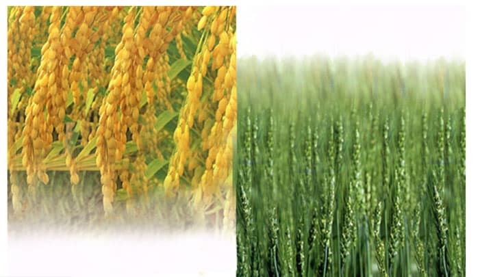 前農水省食料産業局長・塩川氏が顧問に就任　日本穀物検定協会