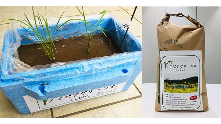 「米作り挑戦者」募集「バケツ稲作りセット」プレゼント　ノエビアグリーン財団