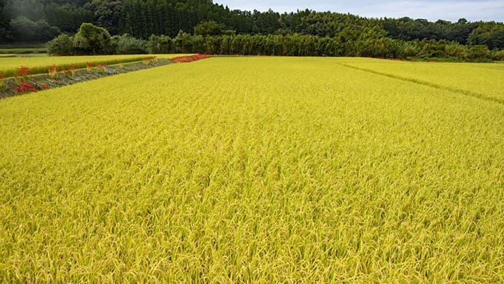 【農協協会・ＪＡのコメ実態調査】水田での麦・大豆　作付け増の傾向