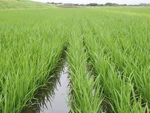 【ＪＡ全農米穀事業部】コメの実需者直接販売125万ｔ目標