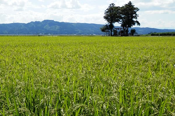 【ＪＡの米実態調査から・2】効率化・低コスト技術に期待― 5年後の水田農業を全国のＪＡが予測