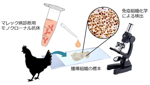 養鶏業に多大な損失与える"マレック病"の新規診断法を開発　農研機構