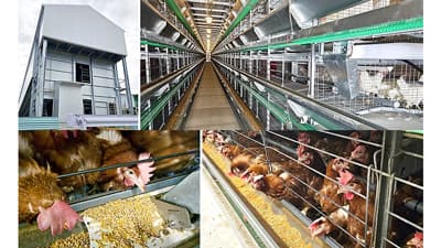 大分県日出町の鈴木養鶏場　10棟目のアニマルウェルフェア鶏舎が完成