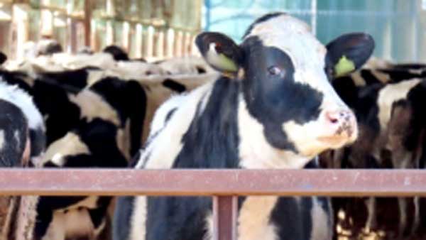 【次期酪肉近】自民畜酪委で団体要請　生乳需給、飼料自給、生産基盤強化を