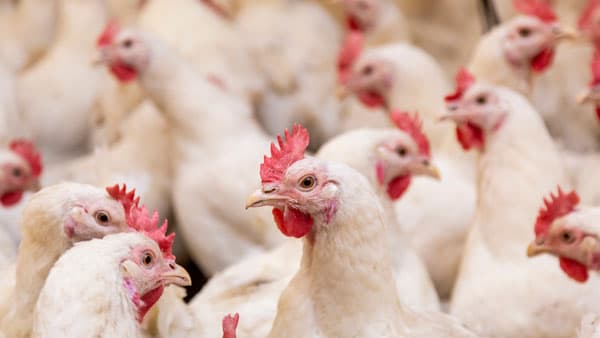 食鳥疾病診断AI　宮崎県と共同開発　ヒューマノーム研究所