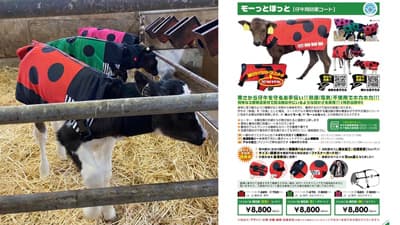 子牛用防寒コート「USIMOモーっとほっと」大寒波で注目　オオツキ
