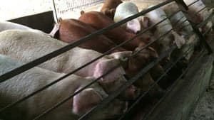 豚熱　佐賀県で2例目　国内89例目確認