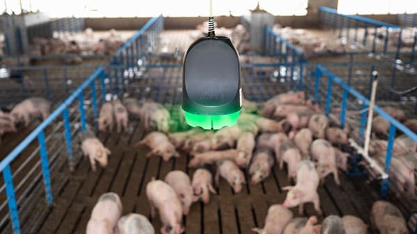 豚舎環境のモニタリングシステム「SoundTalks」全国で発売開始　ベーリンガーインゲルハイム