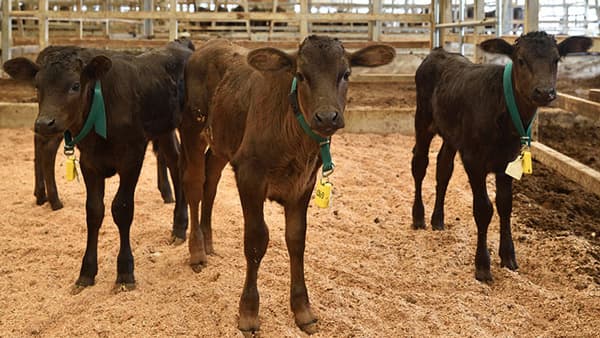「和牛甲子園」最優秀賞の大垣養老高校　和牛子牛のIT管理を開始