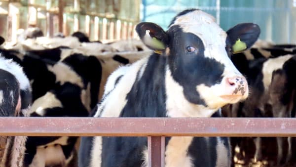 【シリーズ・酪農「有事」を追う（中）】需給調整効かぬ欠陥「畜安法」　牛乳価格両極化と「アウト」拡大