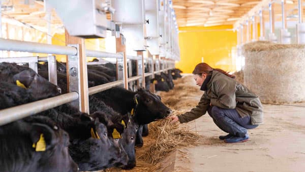 山形県寒河江市から幸せを運ぶ牛「幸生牛」本格出荷開始　ドリームファーム