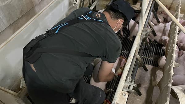 プリマハムグループ養豚事業会社へアシストスーツ計24台を試験導入　イノフォス