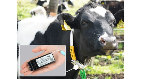牛の発情・体調不良検知を自動化　畜産業界の人手不足解決へ実証実験開始　upr
