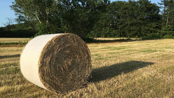 配合飼料価格　1トンあたり4700円値上げ　4期連続値上げ