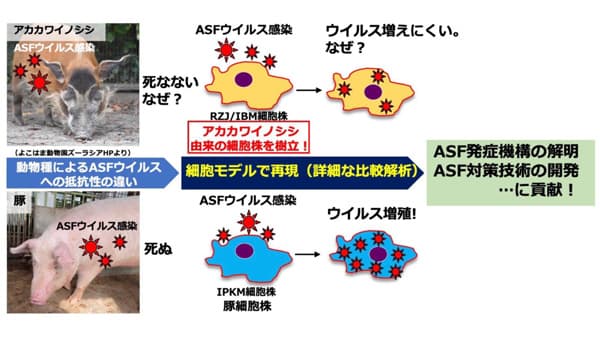アカカワイノシシ由来の新細胞株を樹立　アフリカ豚熱ウイルスの病原性解明へ　農研機構
