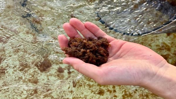 牛のゲップによるメタンガス排出削減へ「カギケノリ」共同研究に参画　理研食品