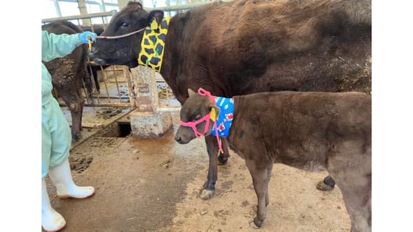 仔牛の熱中症対策「USIMO」接触冷感ネッククーラー　岐阜中央家畜市場で体験会