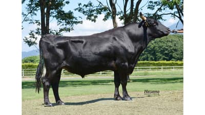 スーパー種雄牛「福之姫」急死　産子は全国2連覇　和牛改良に大きく貢献