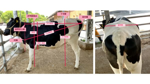 牛の体尺・体重推計データを可視化　畜産業の生産性向上と経営効率を支援　BIPROGY