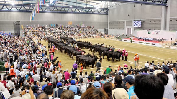 過去最多の438頭が能力競う　全国和牛能力共進会　10月6日から鹿児島で開催