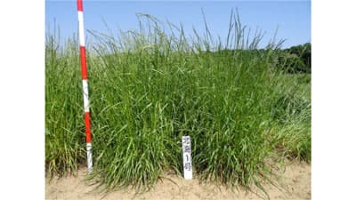 牧草新品種「ノースフェスト」種子を販売開始　農研機構、道総研、雪印種苗が共同開発